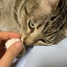 目がやや外斜位ぎみ。リラックスしているときに瞬膜(目の横にある白い膜)がみえます。