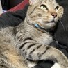 目がやや外斜位ぎみ。リラックスしているときに瞬膜(目の横にある白い膜)がみえます。