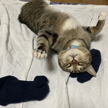 顎下から首にかけてと、胸の辺りに白い毛があります。