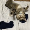 顎下から首にかけてと、胸の辺りに白い毛があります。