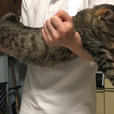 ほんとうに大きい猫です。抱っこされると喉を鳴らして喜びます。