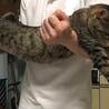 ほんとうに大きい猫です。抱っこされると喉を鳴らして喜びます。