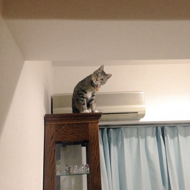 サバ飼いるみをのカバー写真