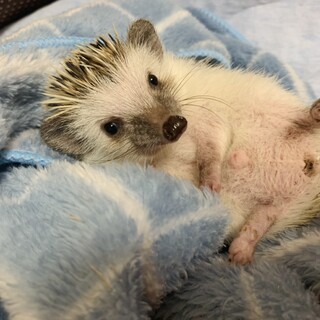 ハリネズミ パイド 生後3ヶ月 ♂ 条件あり