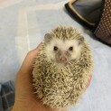 ハリネズミ パイド メス 3ヶ月 条件あり
