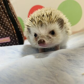 ハリネズミ パイド メス 3ヶ月 条件あり