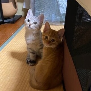 ２匹一緒に優しいご家族の子のなりました。感謝します