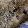 よく痔ができてしまいます。出来るときは決まって右側です。