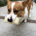 コーギーの里親募集