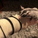 フクロモモンガ　メス1匹