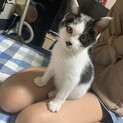 ハチワレの可愛い男の子生後約5ヶ月です。