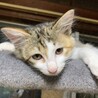 やんちゃで甘えたな三毛猫です。 サムネイル3