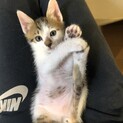 可愛い仔猫ちゃんです