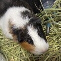モルモット2歳
