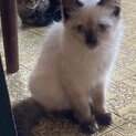 青い目の長毛、女の子です。里親さん大募集中です。