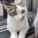 キジ白おもち君♂生後6ヶ月