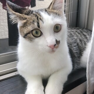 キジ白おもち君♂生後6ヶ月