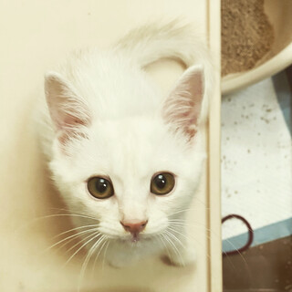 天真爛漫！お転婆な白猫めいちゃん