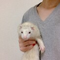 女の子のフェレット  