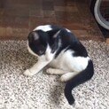 野良猫ちゃんが産んだ子猫ですpart2