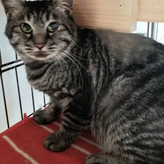 人懐っこい♡とうま(す)君