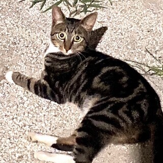 イケニャンなると君❤アメショ柄