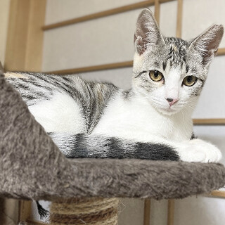 綺麗めニャンコ縞三毛　もくずちゃん☆