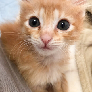 募集停止　かわいい貴重な茶とら女子