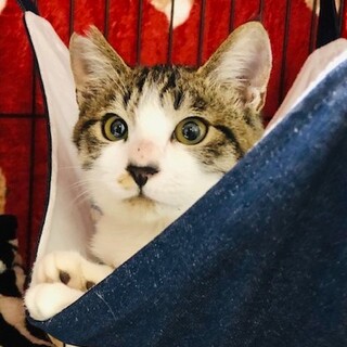 可愛いキジシロ男子❤兄弟一緒を希望