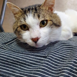 とっても甘えん坊のサスケ☆抱っこが大好き