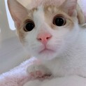 家族が出来ました♡カプチーノくん♡