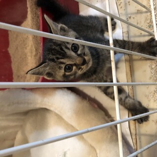 本日捕獲しました。　