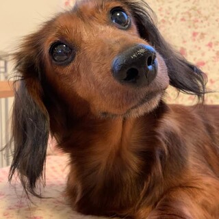 ゴロンゴロンお腹を見せちゃう　ラルーちゃん♪