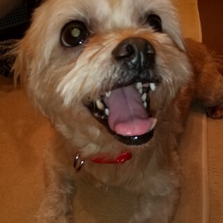 先住犬の居ないご家庭の方で里親募集です。