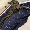 ゆきやこん