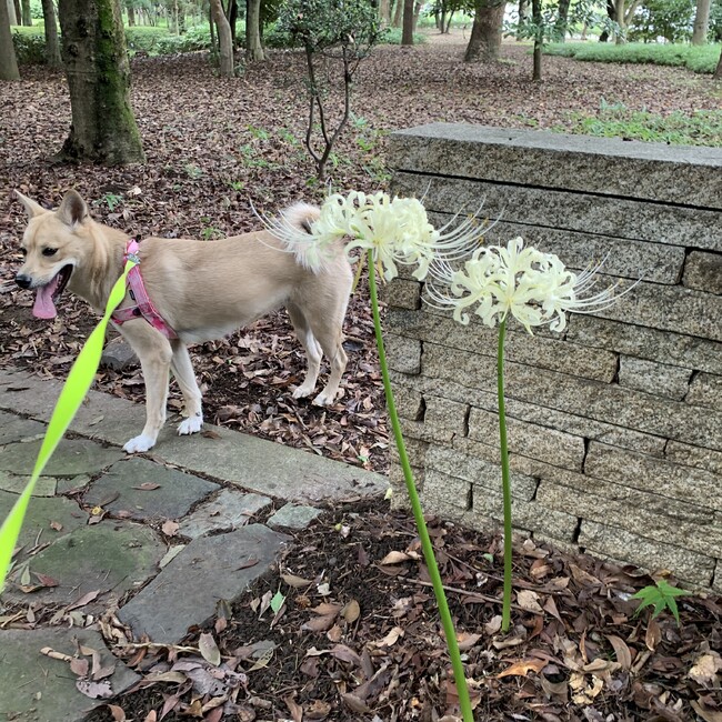 雑種あんこのカバー写真