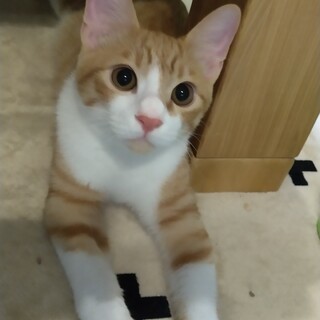 正式譲渡(* ´ ▽ ` *)ﾉ かんたくん☆