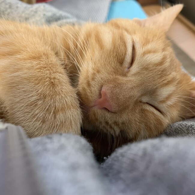 ゆうひ2525のカバー写真