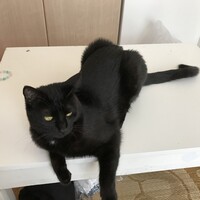キララ
