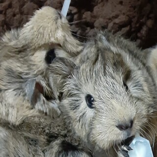 赤ちゃんモルモット2匹