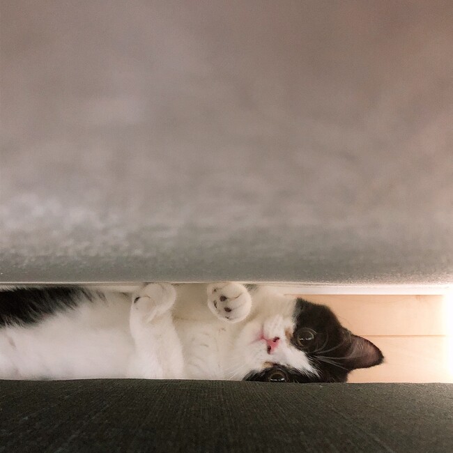 きゃいりのカバー写真