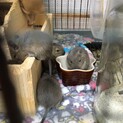 デグー 大切に育てていただける方いませんか