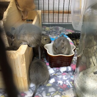 デグー 大切に育てていただける方いませんか