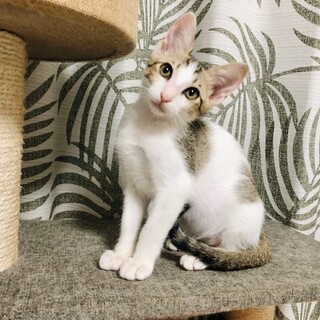 【おっとりかわいい】キジ白子猫のおとちゃん
