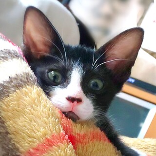 ≪募集停止≫自慢のあごひげ〝クォーツ君★〝