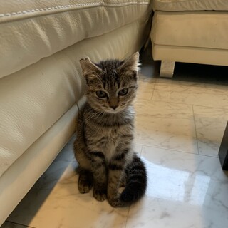 ４か月愛くるしい男の子　ポコちゃん
