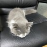 てるりんぱ