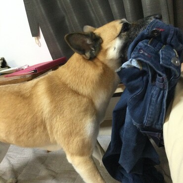 ズボンをやっつけ中
