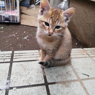 20年8月生まれ　子猫１匹　３種ワクチン済