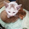 20年8月生まれ　子猫１匹　３種ワクチン済 サムネイル2